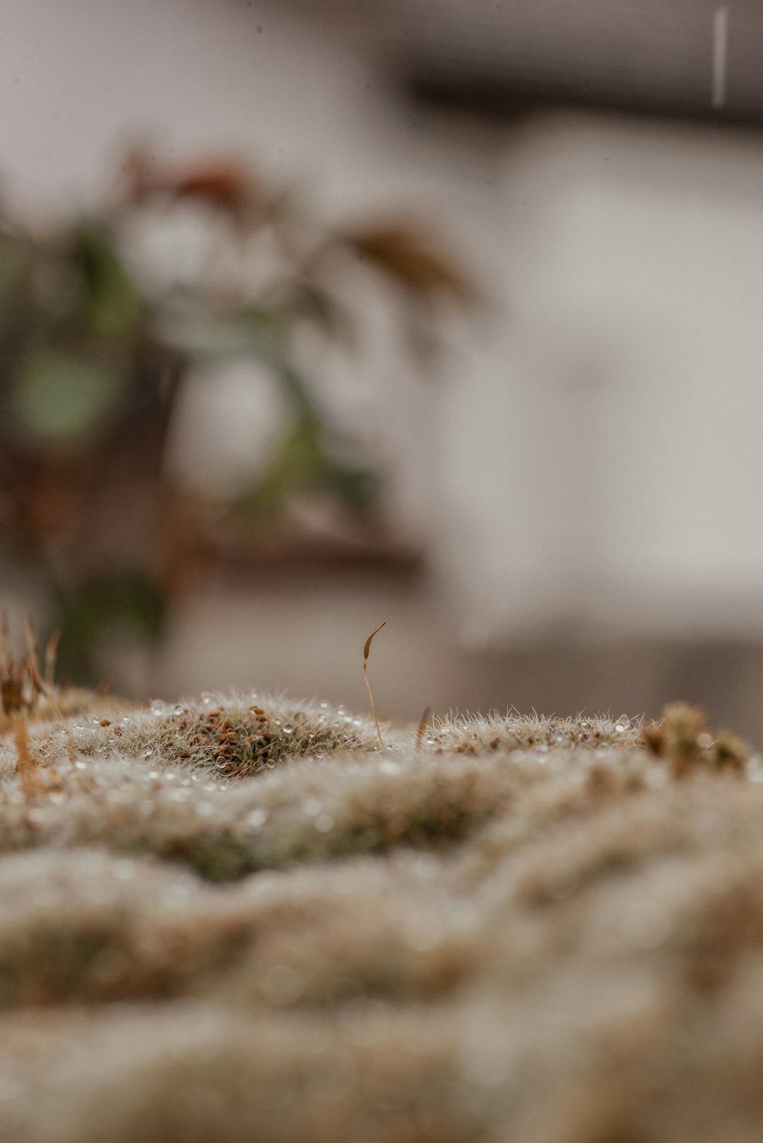 a-close-up-of-a-plant-on-a-table-kbpwnueythi